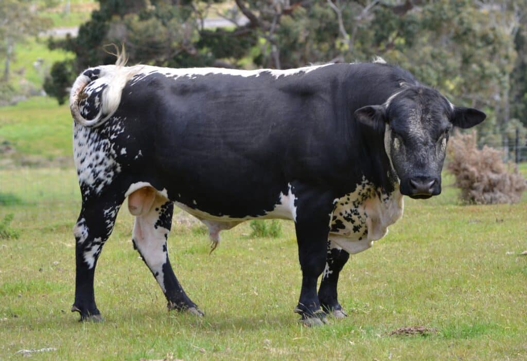 Stellar Spellbinder – Speckle Park Cattle for Sale
