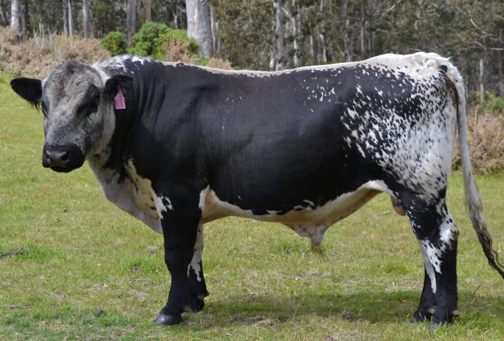Stellar Trooper – Speckle Park Cattle for Sale
