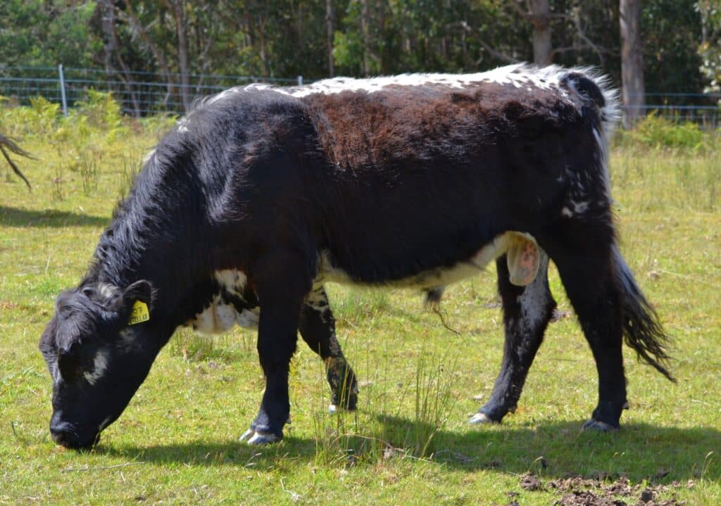 Stellar Unbeatable – Speckle Park Cattle for Sale