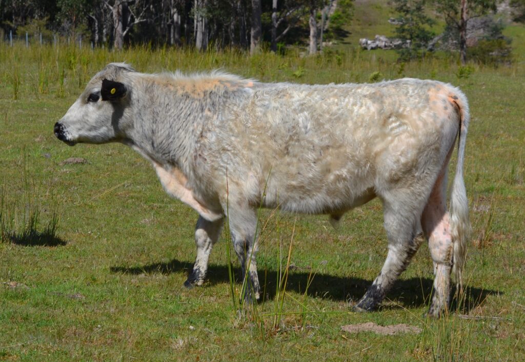 Stellar Upperclass – Speckle Park Cattle for Sale