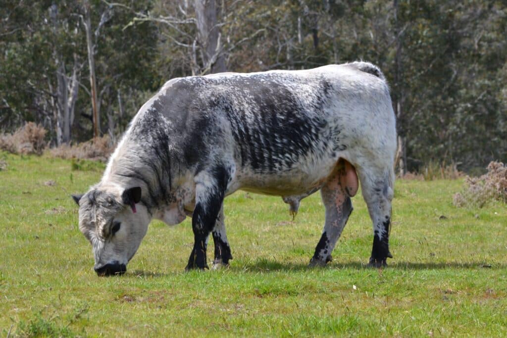 Teddy – Speckle Park Cattle for Sale